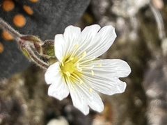 Cerastium nigrescens