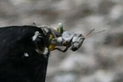 Arphia pseudonietana