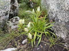 Gentiana algida