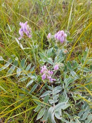 Oxytropis nitens