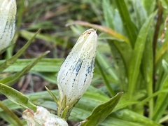 Gentiana algida