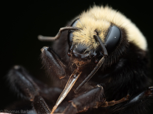 Yellow-faced Bumble Bee, photo 3 of 9