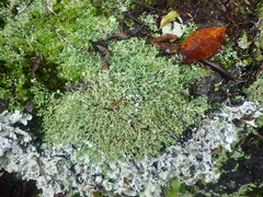 Cladonia neozelandica neozelandica