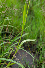 Glyceria arundinacea