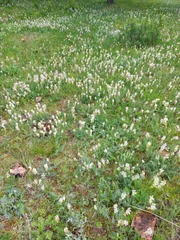 Oxytropis sajanensis