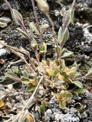 Cerastium nigrescens