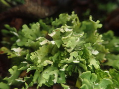 Cladonia neozelandica neozelandica