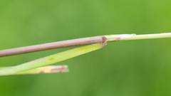 Glyceria arundinacea