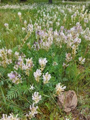 Oxytropis sajanensis