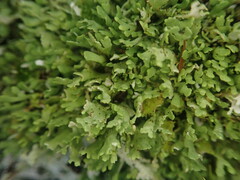 Cladonia neozelandica neozelandica