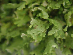 Cladonia neozelandica neozelandica