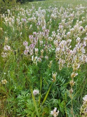 Oxytropis sajanensis