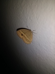 Brakefieldia perspicua