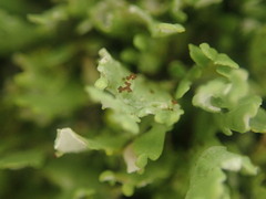 Cladonia neozelandica neozelandica