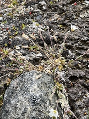 Cerastium nigrescens