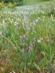 Oxytropis sajanensis