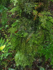 Braithwaitea sulcata