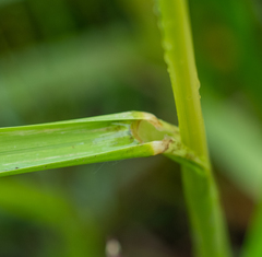 Glyceria arundinacea