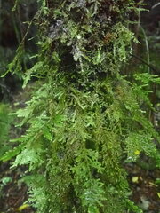 Braithwaitea sulcata