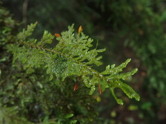 Braithwaitea sulcata