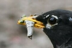 Arphia pseudonietana