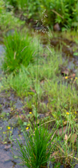 Glyceria arundinacea