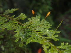 Braithwaitea sulcata