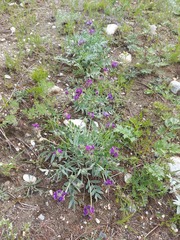 Oxytropis nitens
