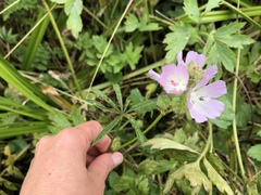Sidalcea calycosa