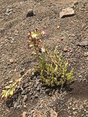 Silene struthioloides