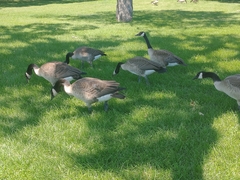 Branta canadensis