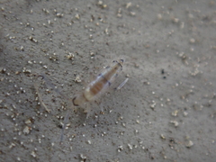 Willowsia nigromaculata