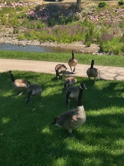 Branta canadensis