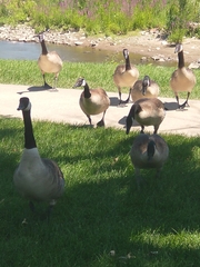 Branta canadensis