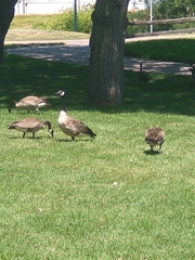 Branta canadensis
