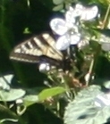 Papilio eurymedon