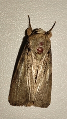 Spodoptera pecten