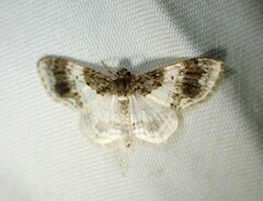 Hydrelia condensata
