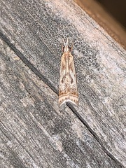 Microcrambus kimballi