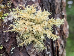 Sphaerophorus globosus