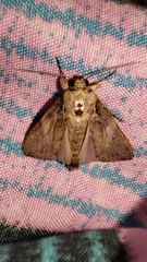 Spodoptera pecten