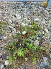 Pulsatilla ambigua