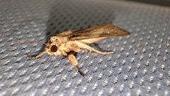 Spodoptera pecten