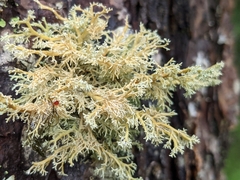 Sphaerophorus globosus