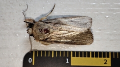 Spodoptera pecten