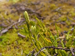 Diphasiastrum alpinum