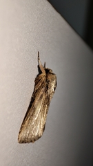 Spodoptera pecten