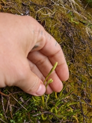 Diphasiastrum alpinum