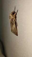 Spodoptera pecten