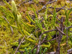 Diphasiastrum alpinum